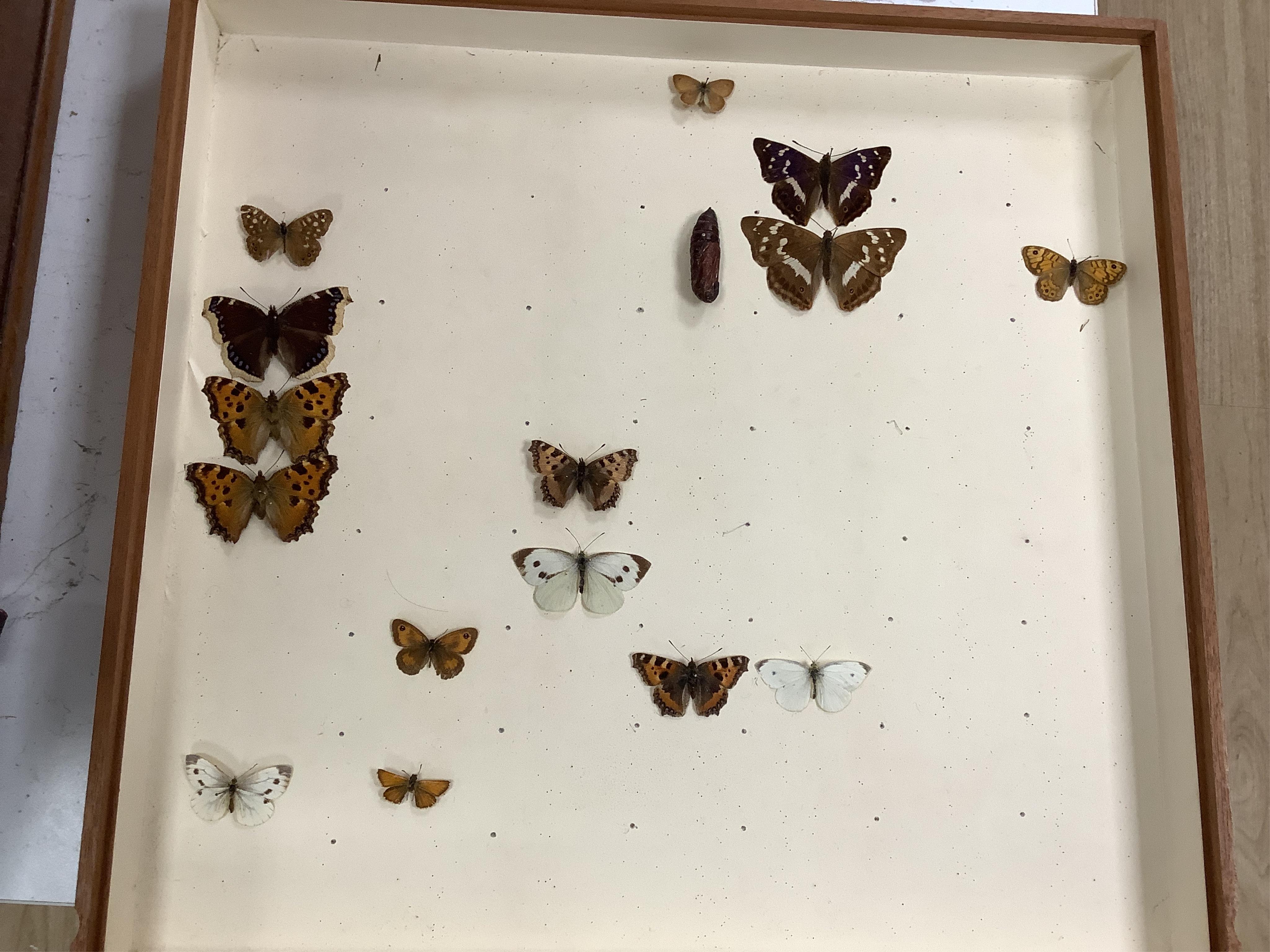 A Victorian mahogany 10-drawer collector’s cabinet with arched glazed door, height 68cm, width 54cm, depth 53cm, containing prepared and pinned moth and butterfly specimens, together with seven 1940s volumes of the Proce